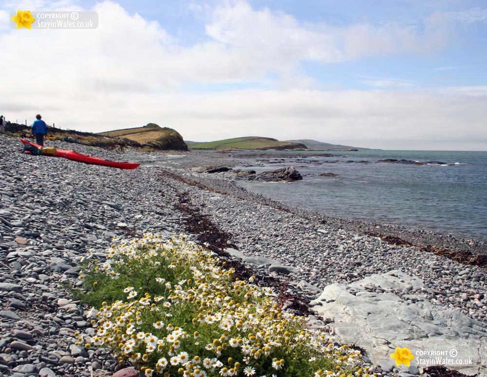 Cemlyn Bay picture