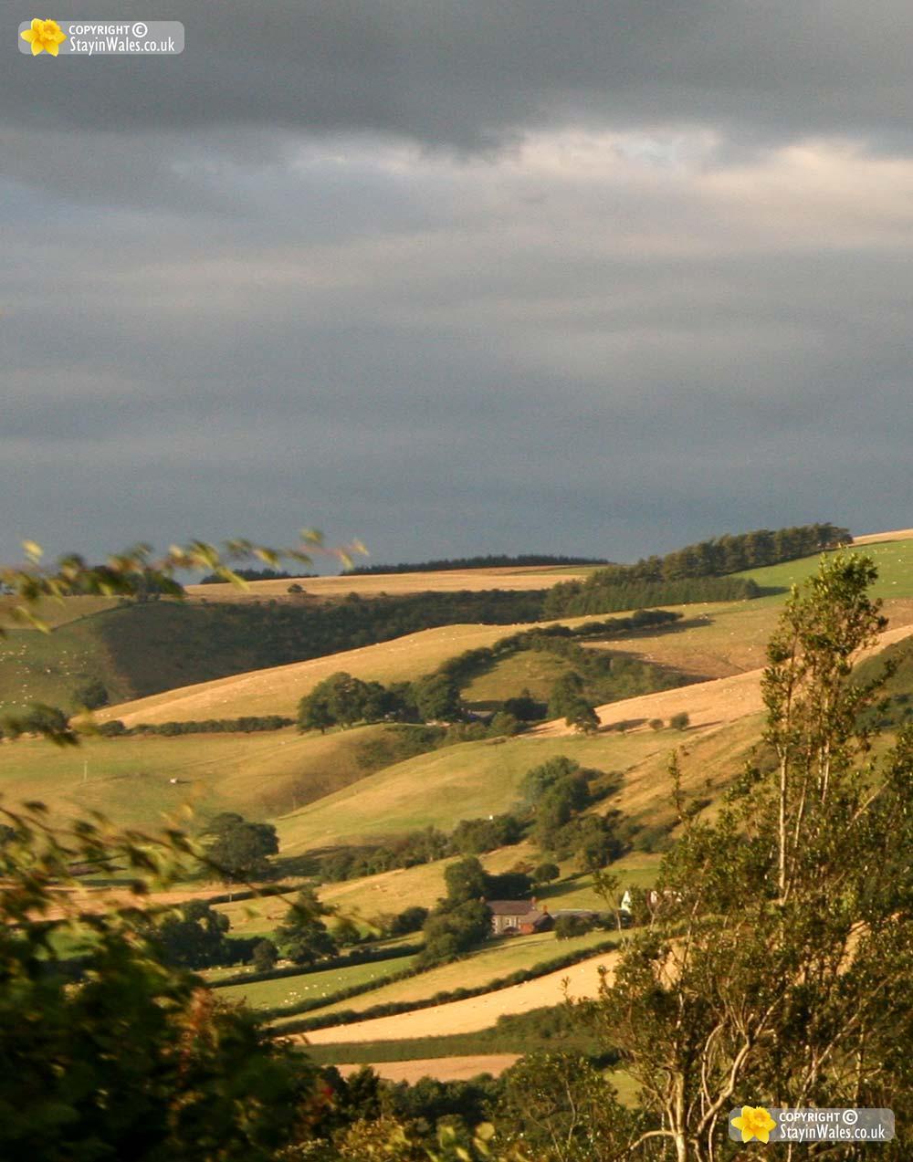 Whitton picture