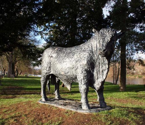 Builth Wells bull