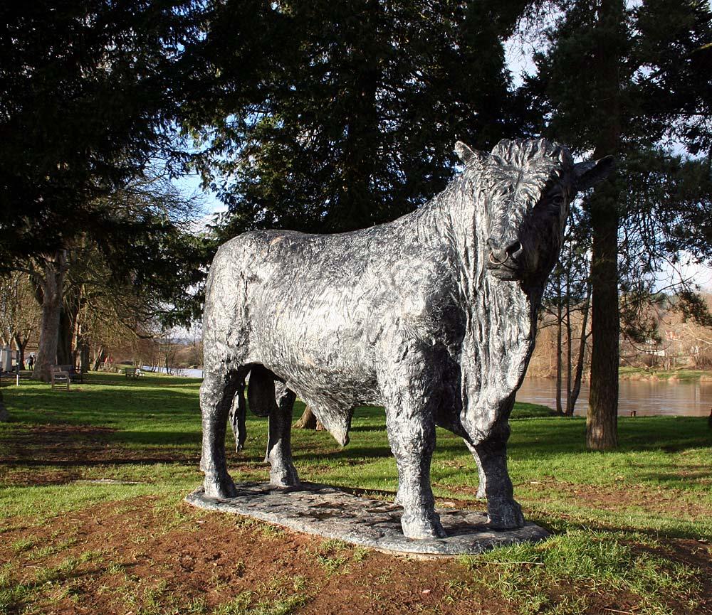 Builth Wells bull