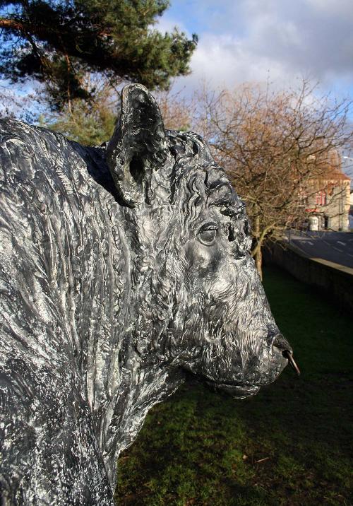 Builth Wells bull