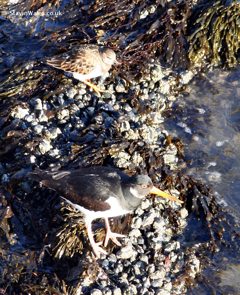 Oyster catcher