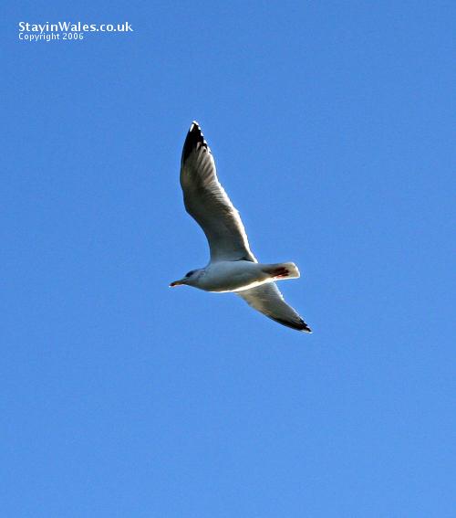 seagull