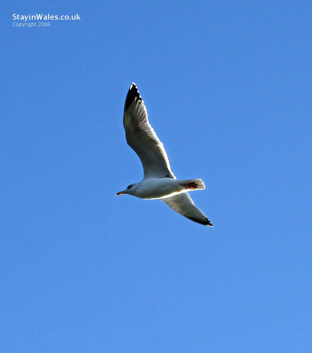 seagull