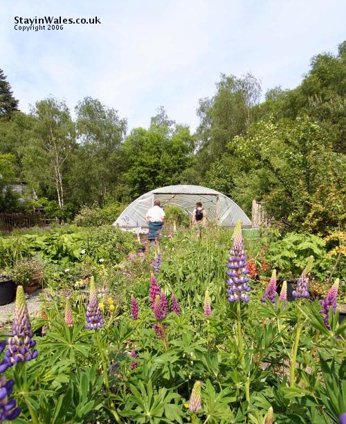 Organic garden polytunnel