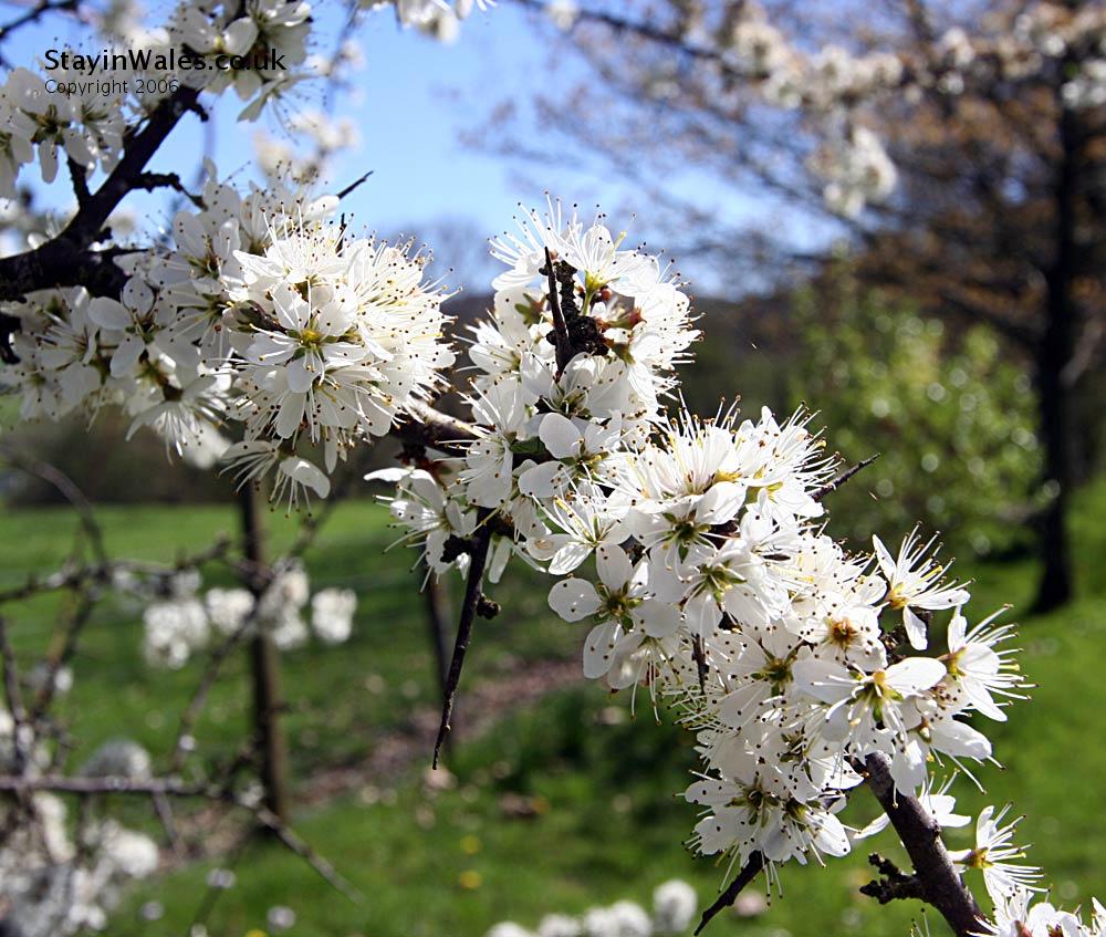Hawthron Blossom