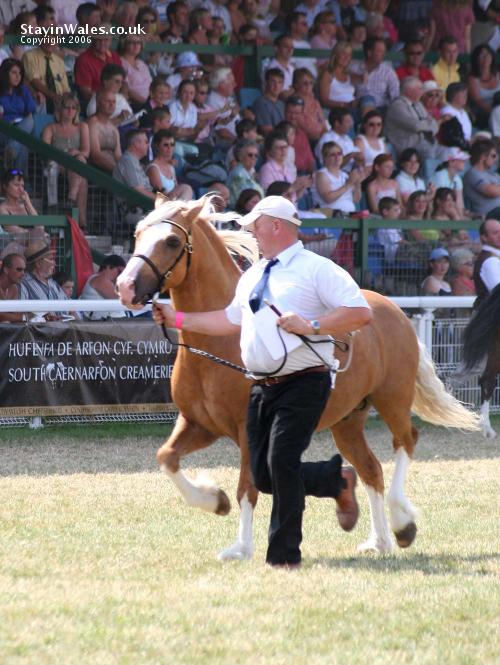 Stallion class RWAS