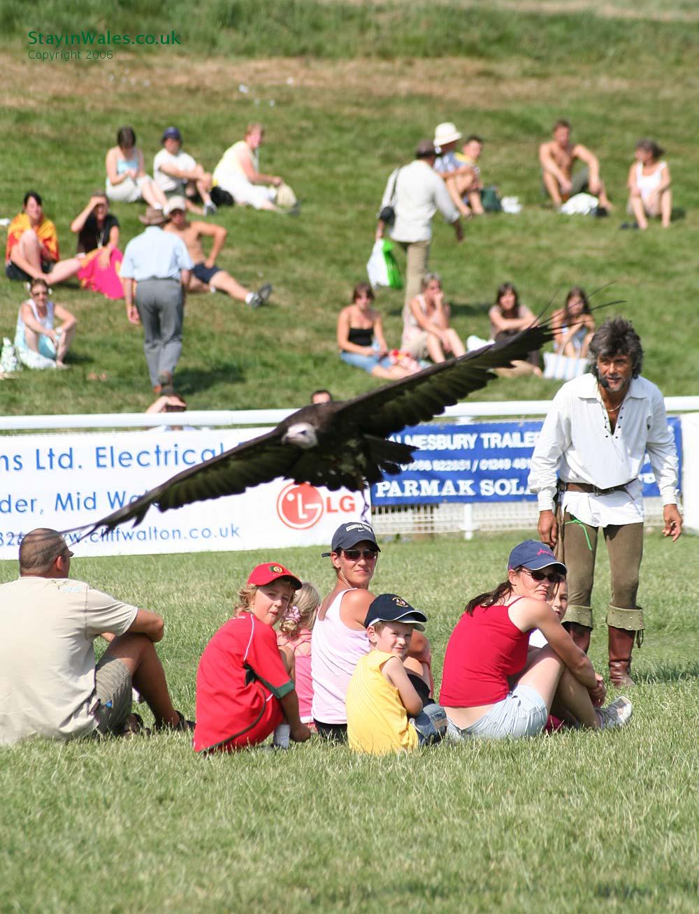 South American Eagle