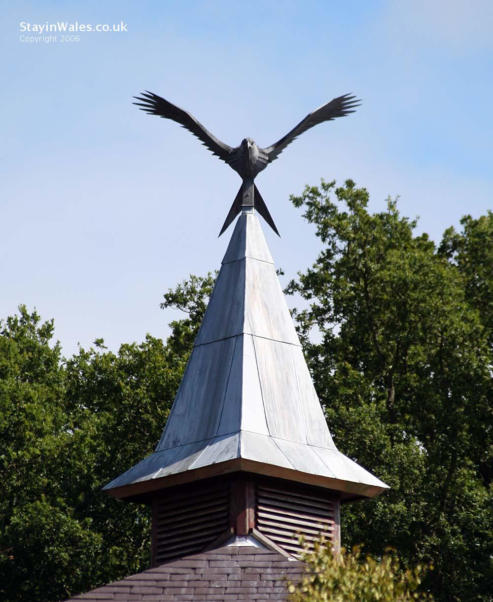 Red kite at Powys County Hall