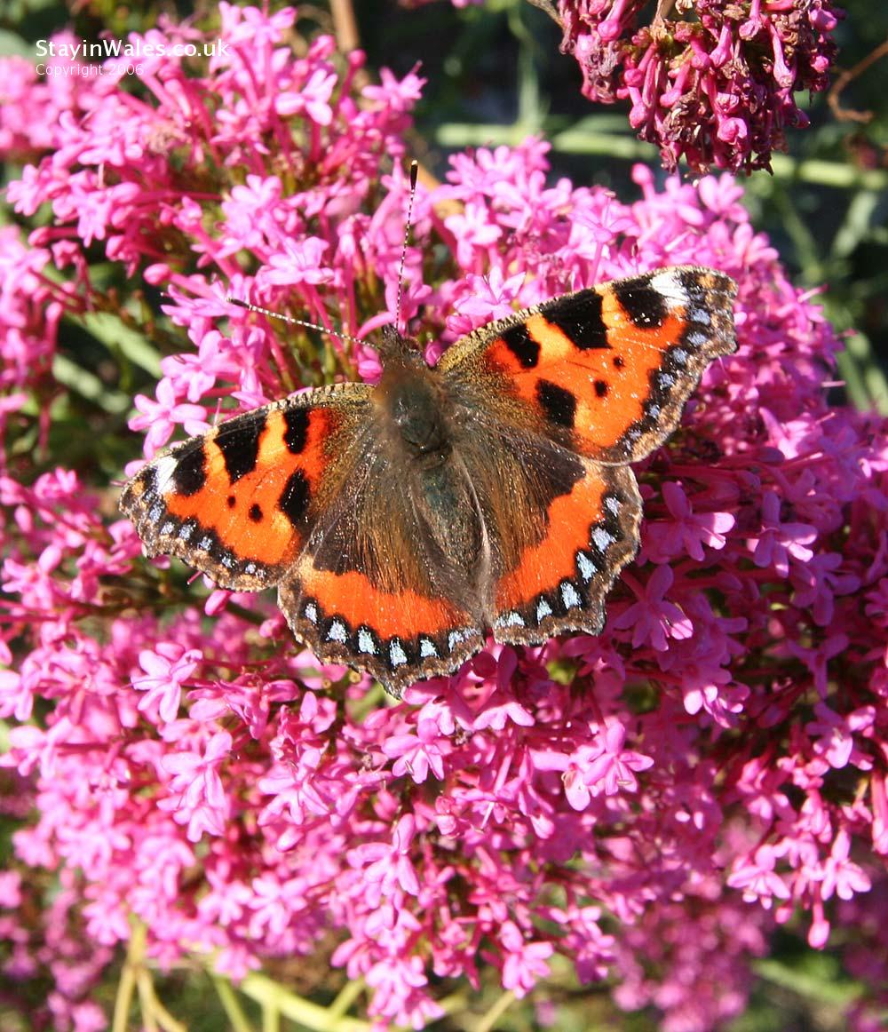 Butterfly