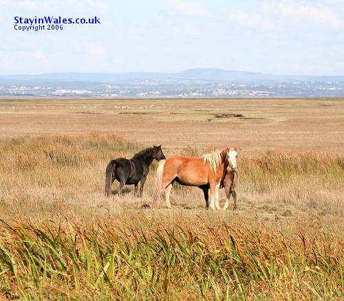 Wild ponies on the Gower