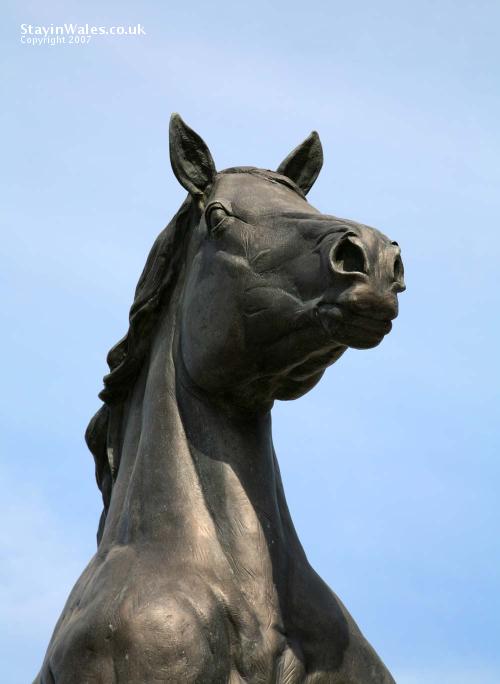 Welsh cob stallion Aberaeron