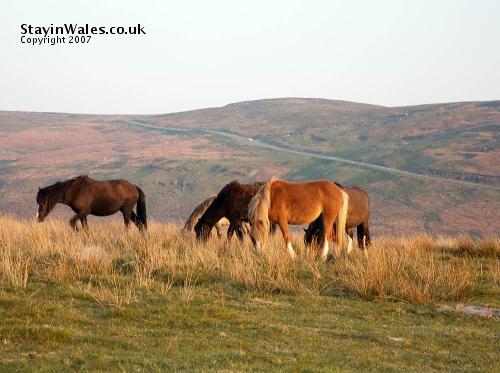 Welsh ponies in the Brecon Beacons