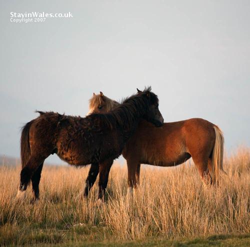 Wild ponies Wales