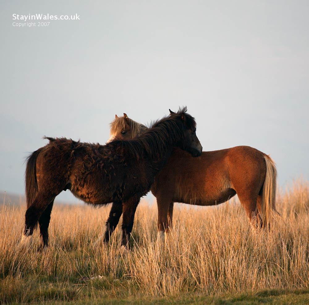 Wild ponies Wales