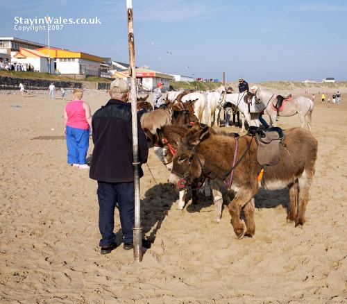 Donkey rides