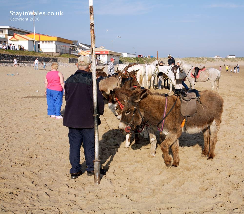 Donkey rides