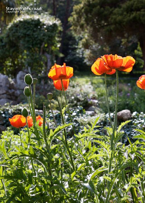 Poppies on the Great Orme
