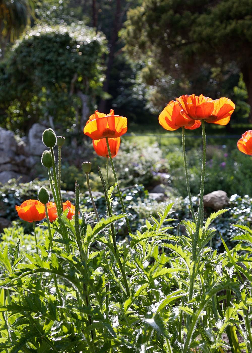 Poppies on the Great Orme