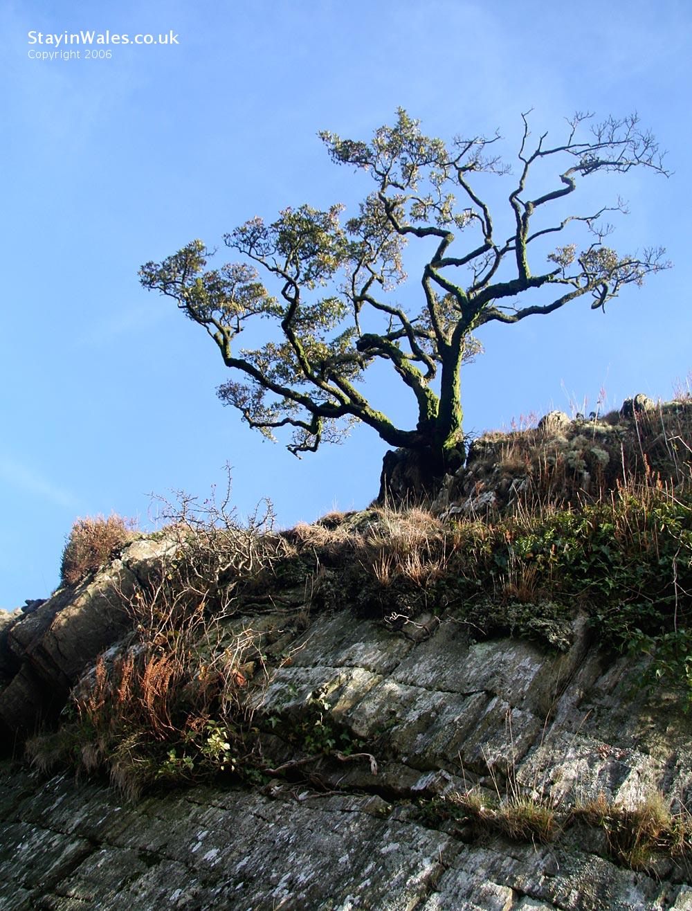Esgair Irfon