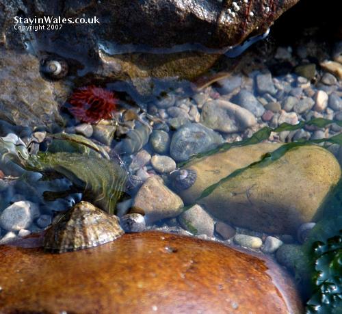 Rock pool
