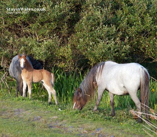 Wild ponies Whiteford