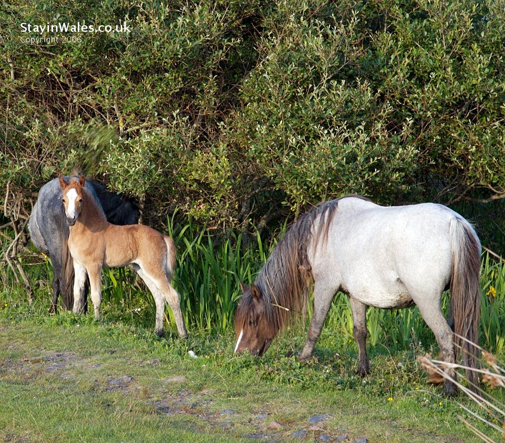Wild ponies Whiteford