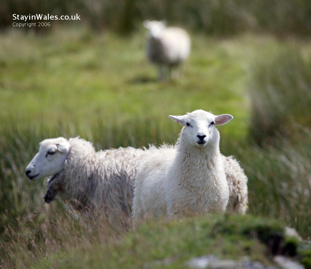 Welsh sheep