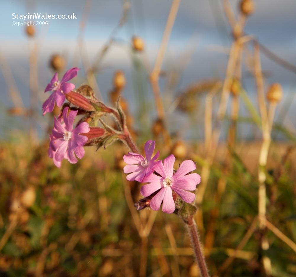 Ragged Robin