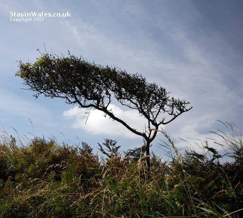 Leaning bush Pembrokeshire