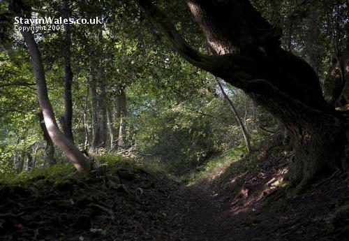 Woodland footpath near Tintern