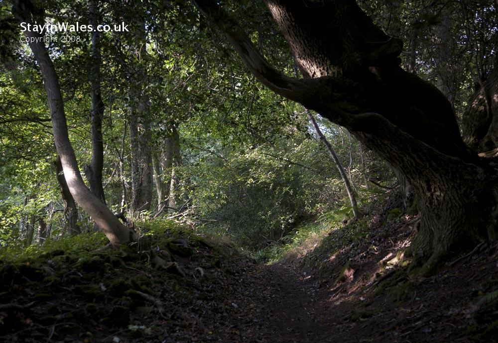 Woodland footpath near Tintern