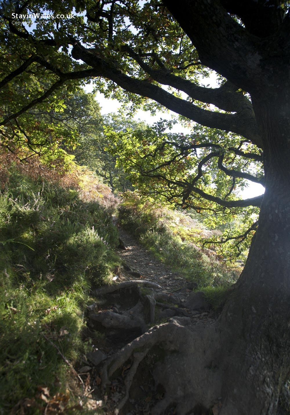 Footpath by Caban Coch Reservoir