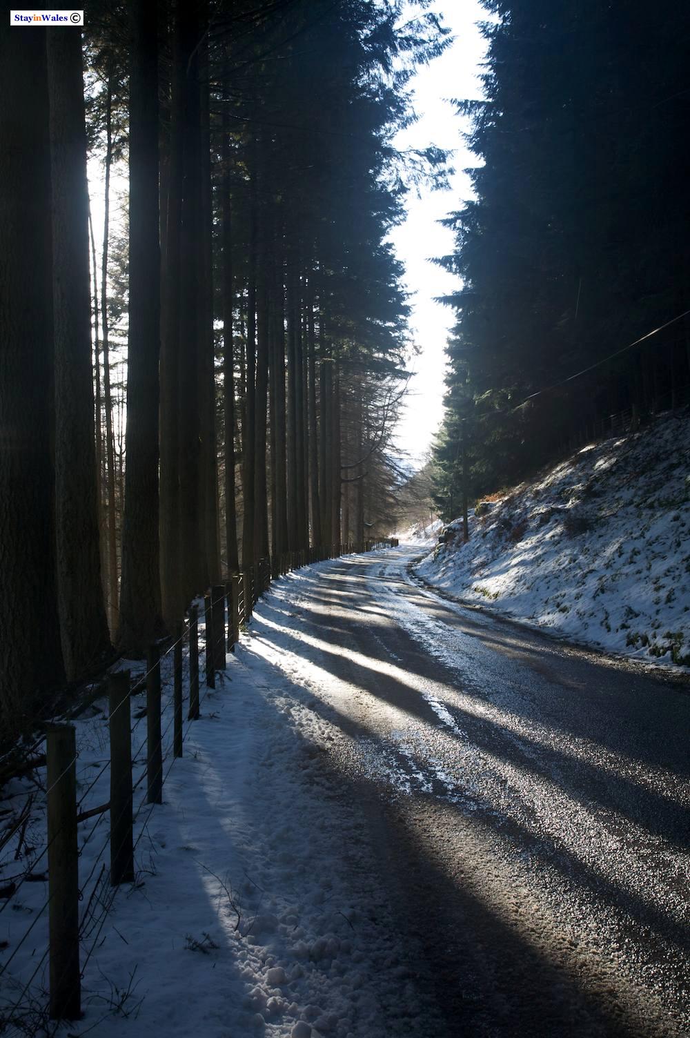 Trees by Caban Coch
