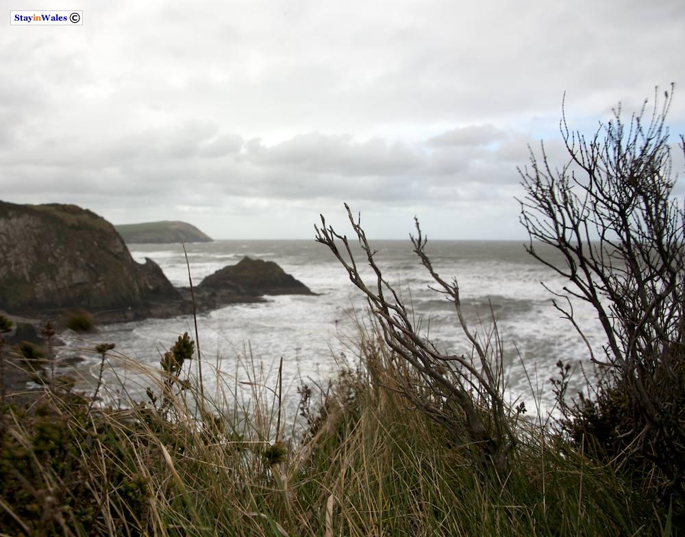 Coastal footpath near Parrog, Pembrokeshire