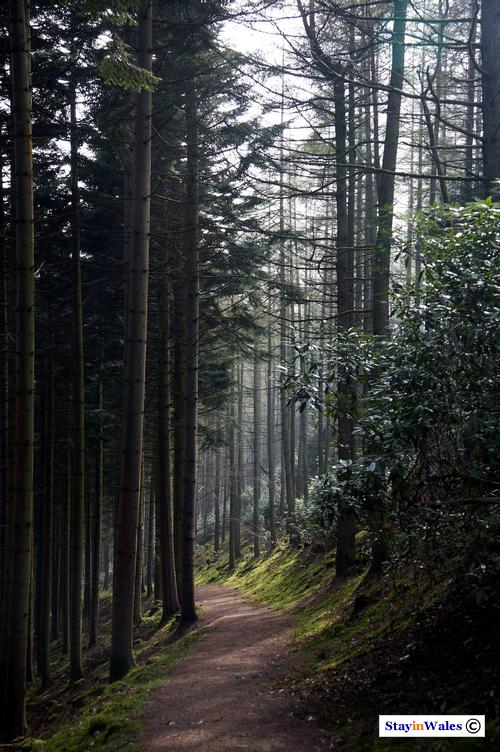 Lady's Walk path, Hafod Estate