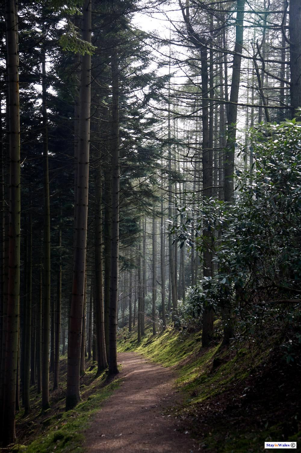 Lady's Walk path, Hafod Estate