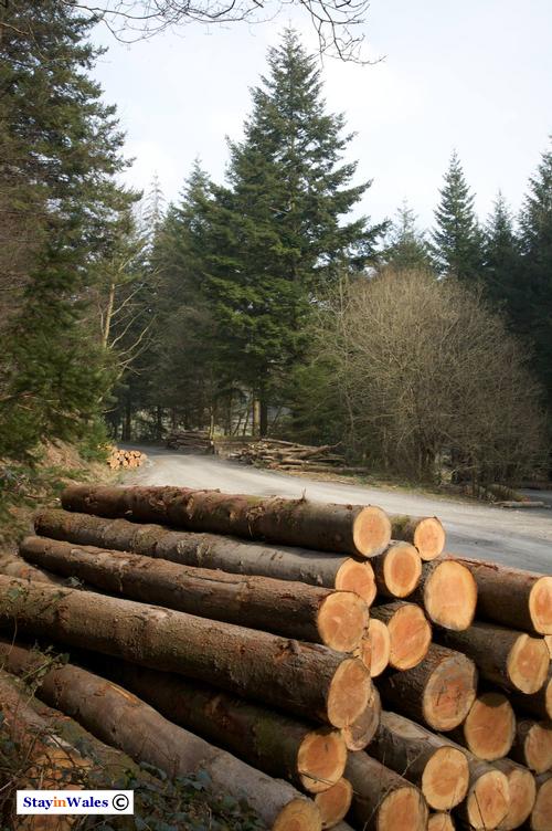 Harvested pine, Hafod Estate
