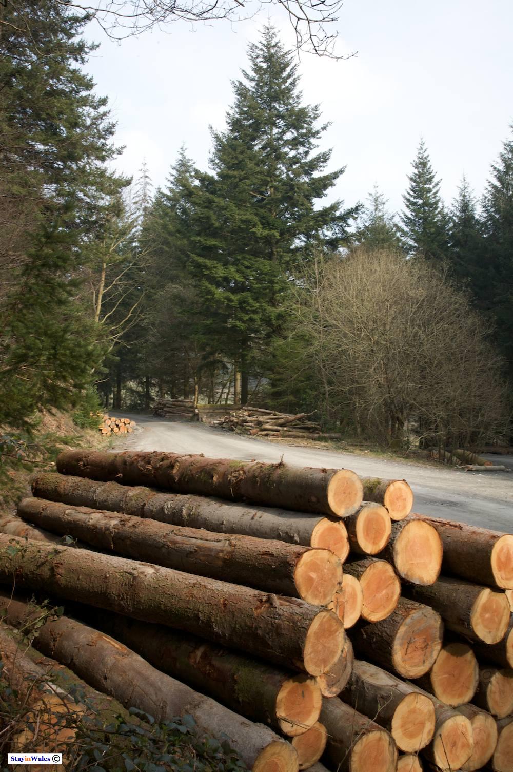 Harvested pine, Hafod Estate