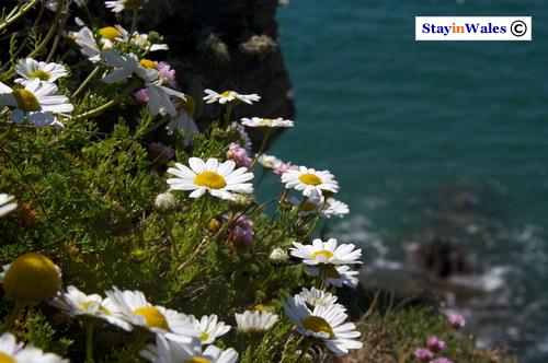 Wild Flowers