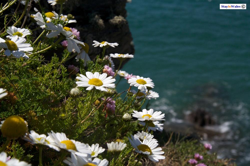 Wild Flowers