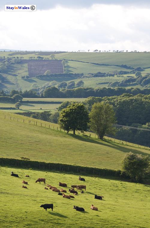 Wernygeufron Hill, Radnorshire