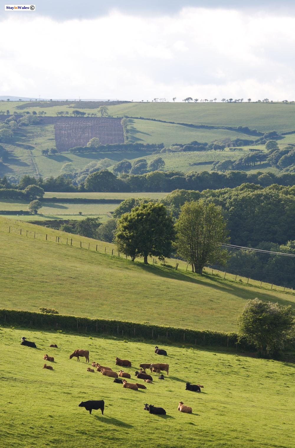 Wernygeufron Hill, Radnorshire