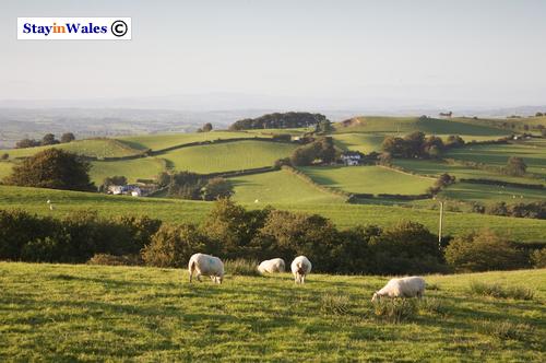 Near Dolfor on Kerry Hill