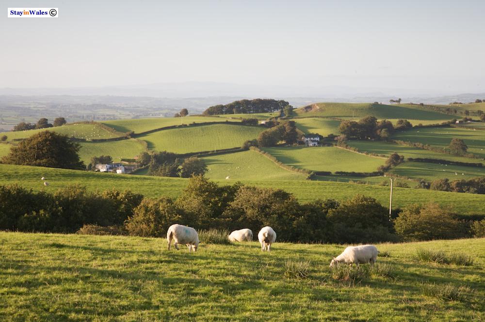 Near Dolfor on Kerry Hill