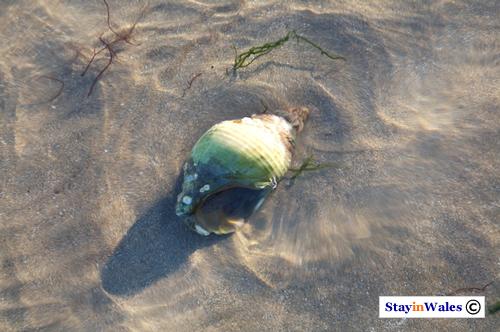 Sea shell, Abersoch beach