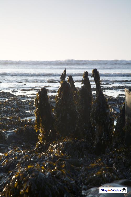 Ship's timbers at Llanon, Ceredigion