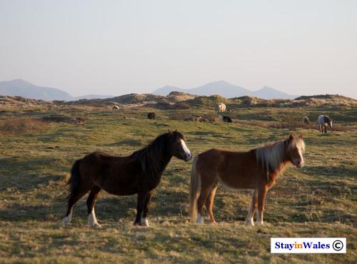 Wild ponies at Newborough Warren, Anglesey