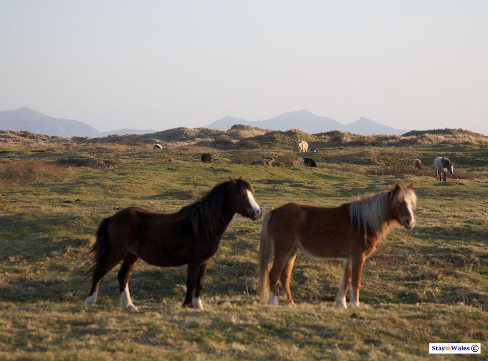 Wild ponies at Newborough Warren, Anglesey