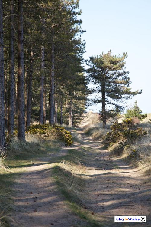 Newborough Forest, Anglesey
